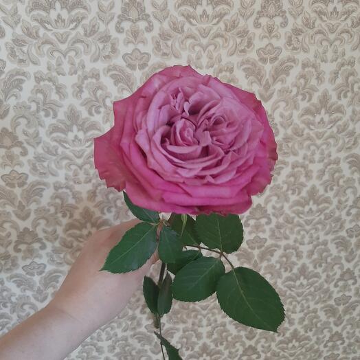 Peony Rose Country Blues
