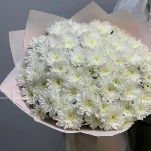 " Snow chrysanthemums "