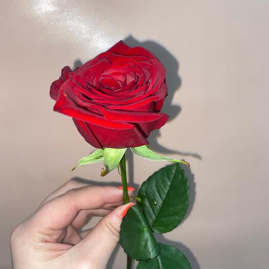 Rosa roja🌹