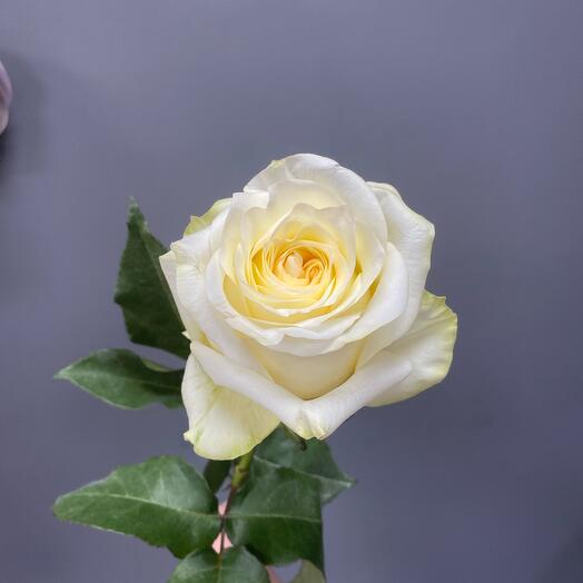 Rosa peonía