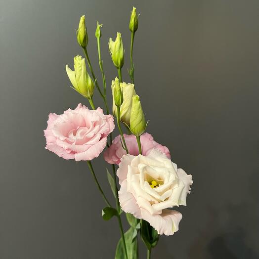 Lisianthus Alissa Rosa