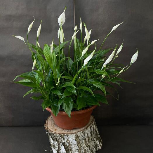 Spathiphyllum
