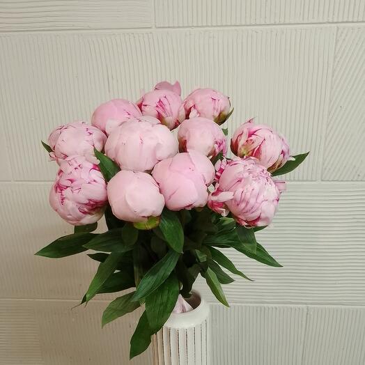 Pink Peony