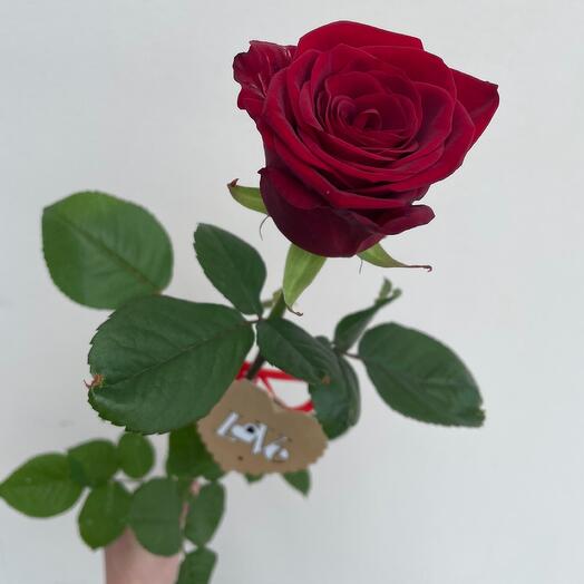 Rosa roja Naomi 70 cm