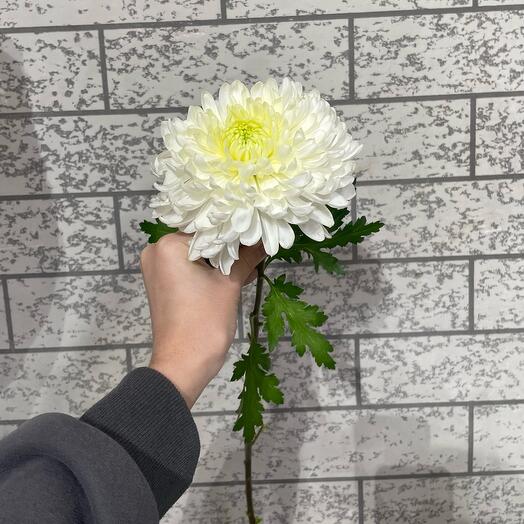 Хризантема белая