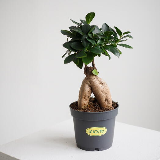 Фикус Гинсенга Бонсай