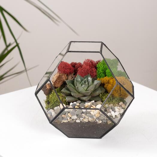 Florarium con suculenta