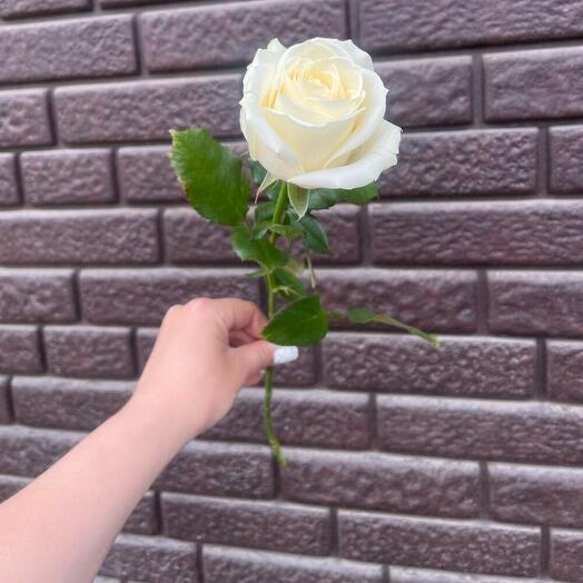 Роза  белая  50 см