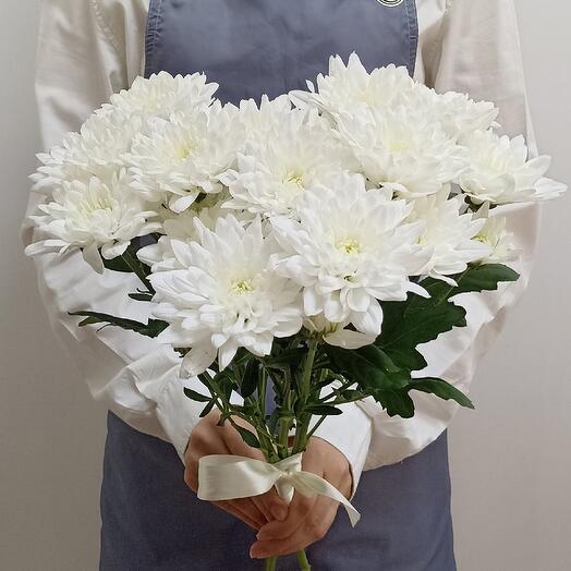 Chrysanthemum bush 3