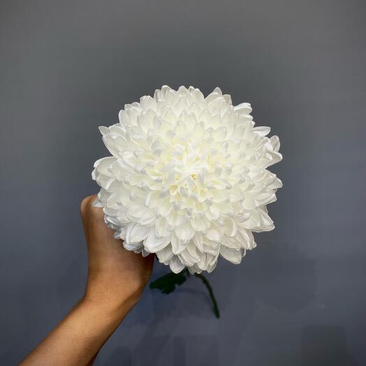 Хризантема белая