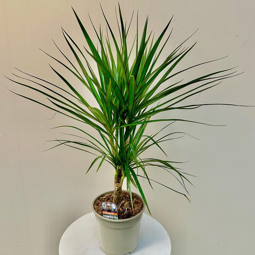 Dracena Indoor plant