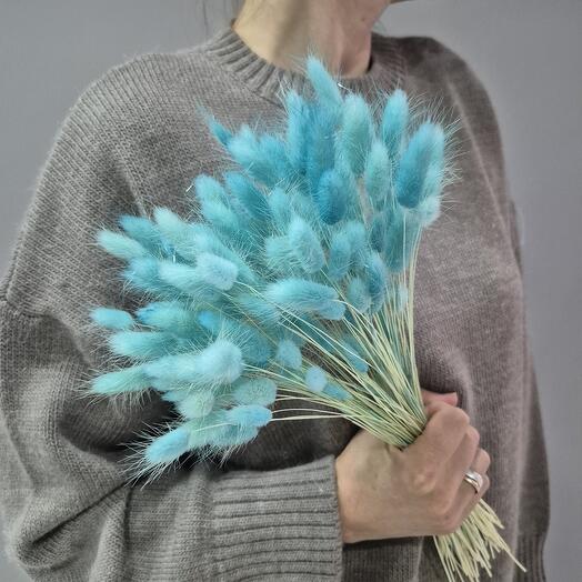 Lagurus blue turquoise