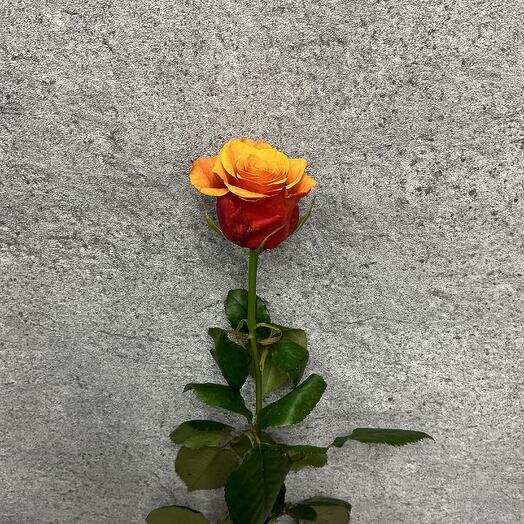 Роза Испания 60 см