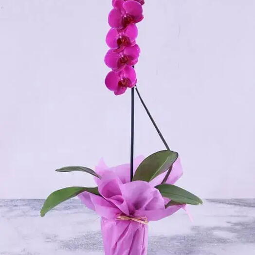 Purple Orchid Plant in Purple Wrapping | Phalaenopsis Orchid Plant