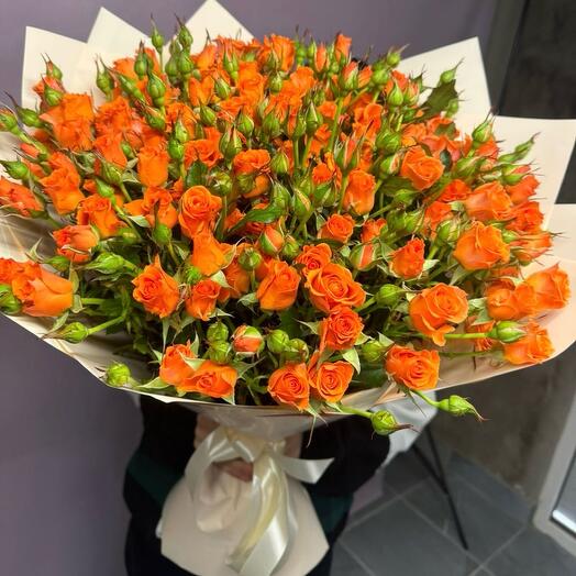 Rosas de arbusto MISS CORAL XL