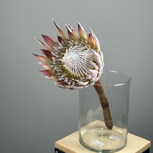 Протея королевская