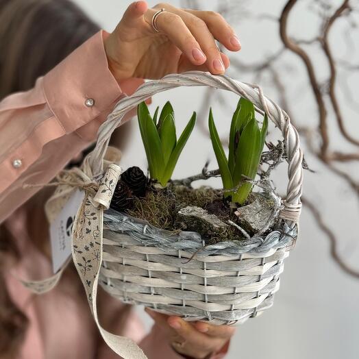 Корзина с луковичными гиацинтами размер S