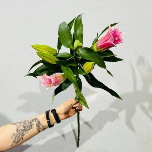 Lirio rosa Albert 100 cm