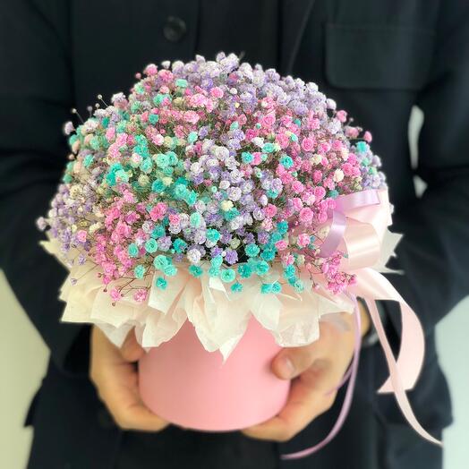Gypsophila en Caja