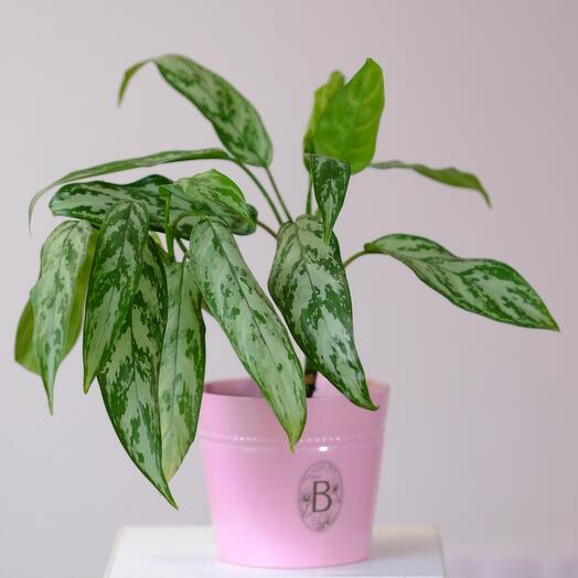 Аглонема Сильвер Квин