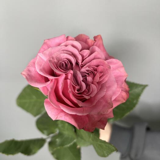 Rose Country Blues Ecuador