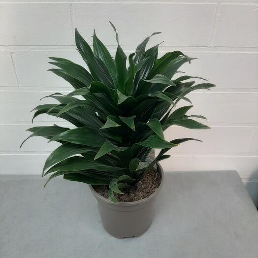 Комнатное растение Драцена