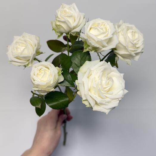Rosa de peonía de arbusto blanco