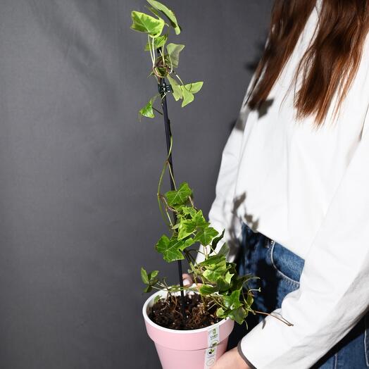 Плющ Hedera