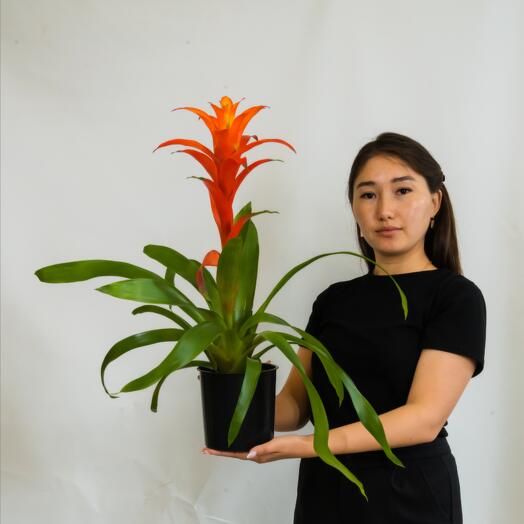 Гузмания 60 см