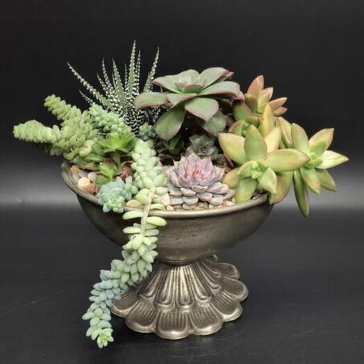 Succulenteria
