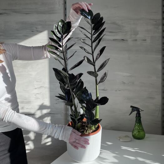 Замиокулькас Равен, черный, высота 70 см