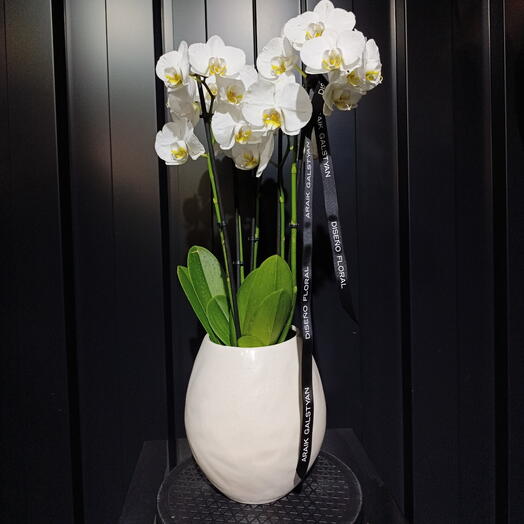 Orquidea-Phalaenopsis