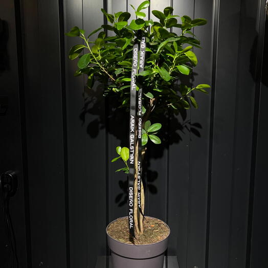 Ficus