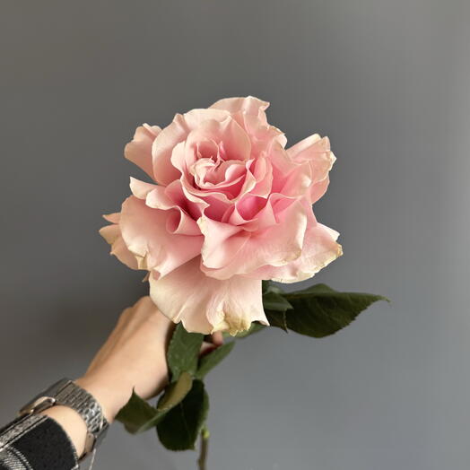 Роза французская pink mondial