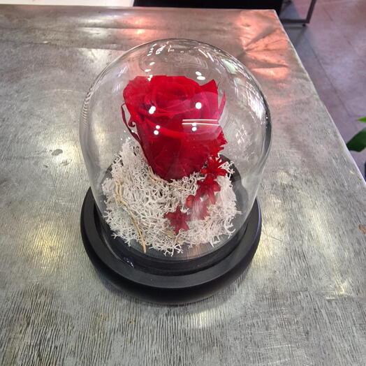 Rosa Roja Eterna en Campana de Cristal