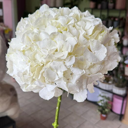 Біла гортензія