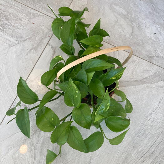 Pothos salon sarmaşığı bitkisi orgu sepet ile