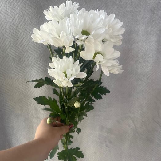 Хризантема