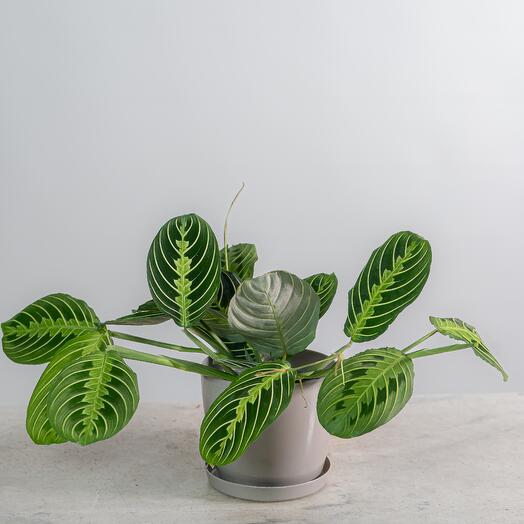 Maranta