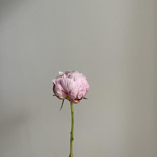 Пион Сара Бернар