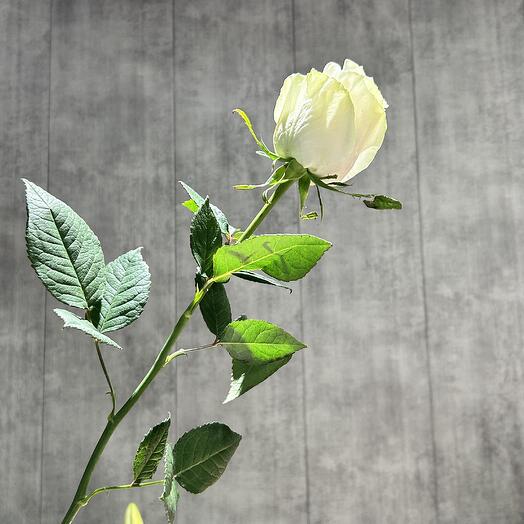 Роза Мондиал белая