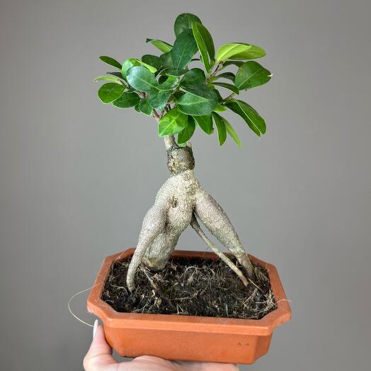 Ficus genseng (bonsai) in a ceramic pot