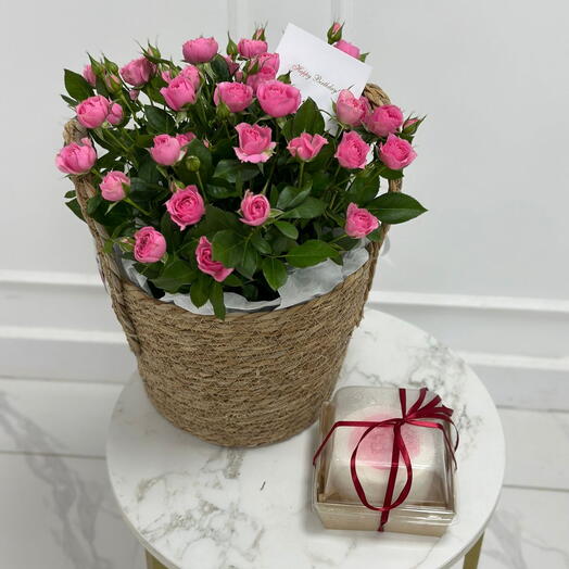 Софи в кашпо L