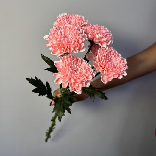 Хризантема кустовая коралловая