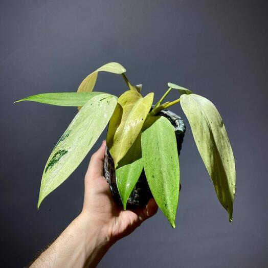 Филодендрон Моттлед Уипл Уэй