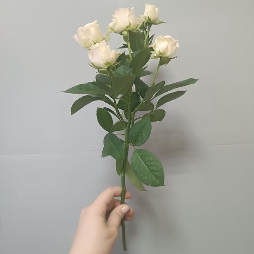 Роза кустовая