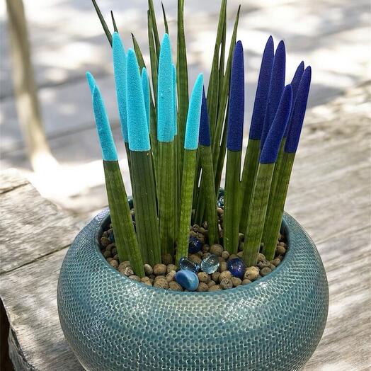 Sansevieria in blue