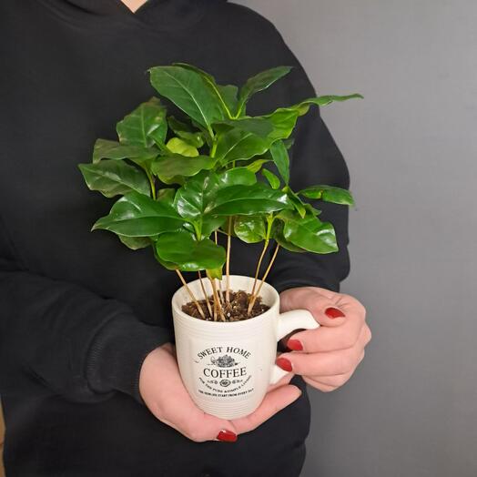 Кофе Арабика в кашпо кружка