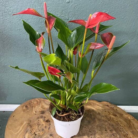 Антуриум Миник