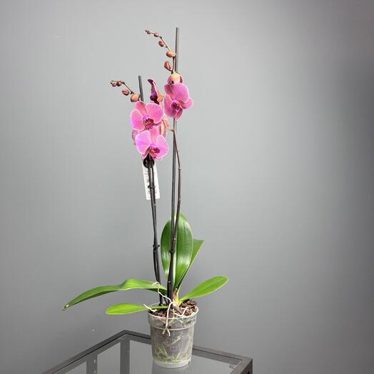 Орхидея персиковая Фаленопсис, 2 ствола, высота 75см
